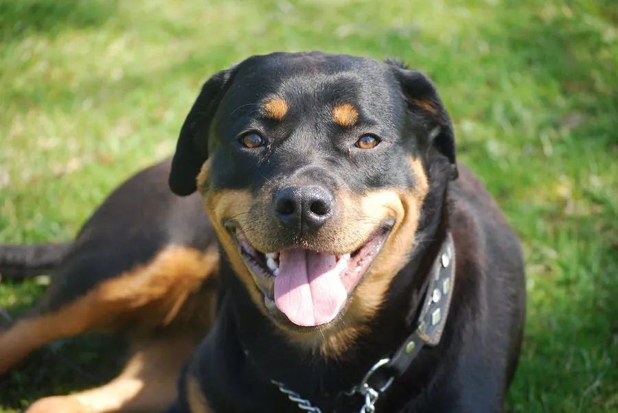 Personality and temperament of Rottweiler breed.