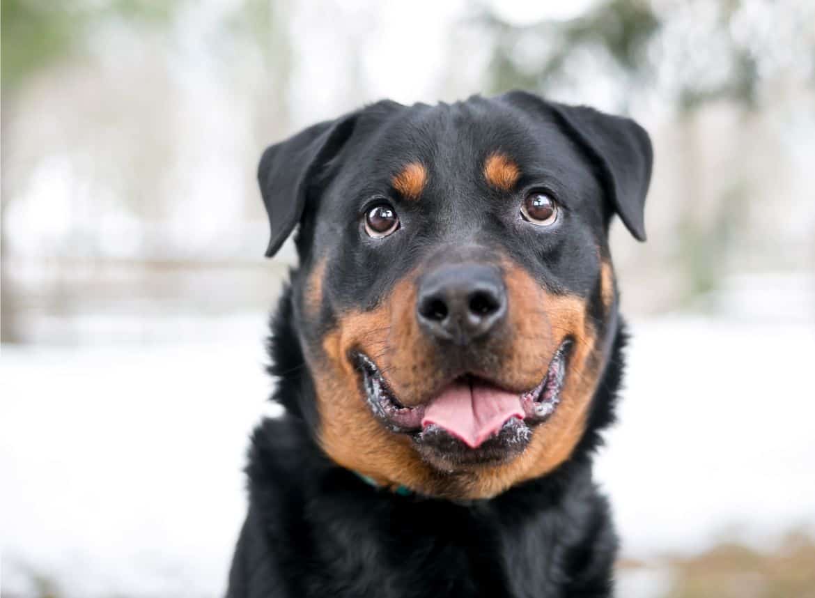 rottweiler price in kolkata