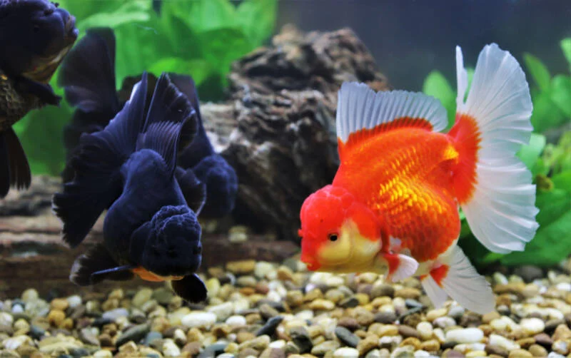 colorful goldfish global blog post