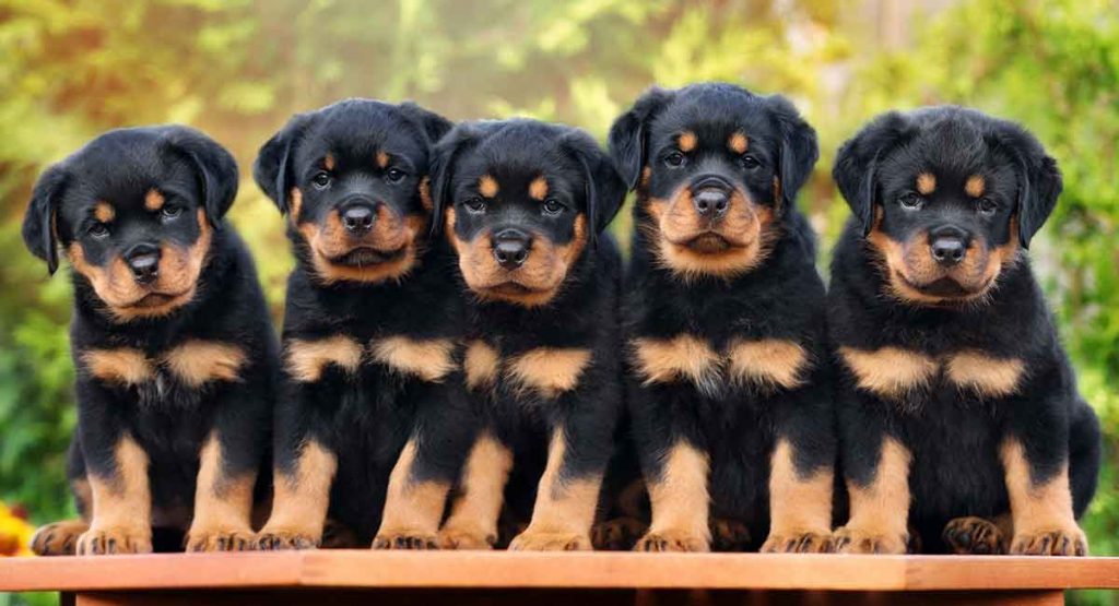Diet of Rottweiler Breed