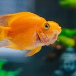 Gold fish price in india global blog post
