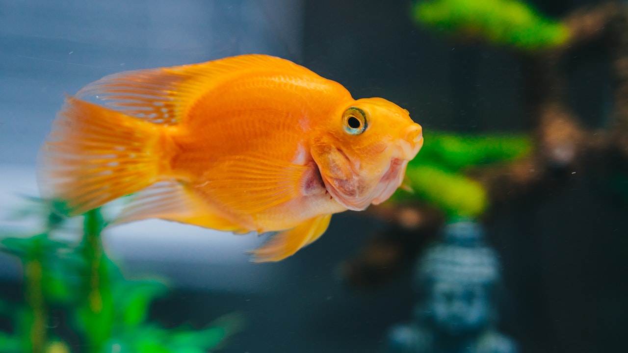 Gold fish price in india global blog post