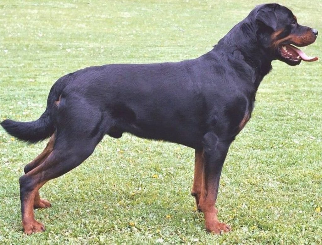 History of Rottweiler Breed