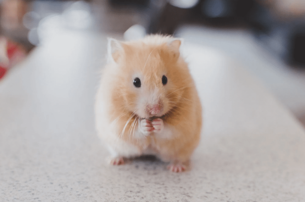 Dwarf hamsters price in delhi