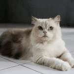 Himalayan Cat Price in Kerala