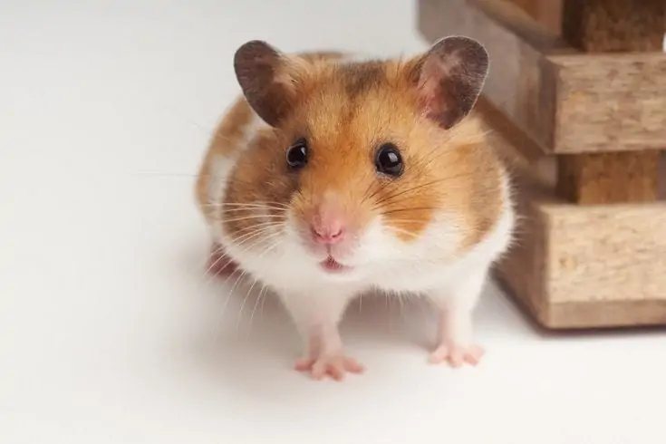 Syrian hamsters price in delhi