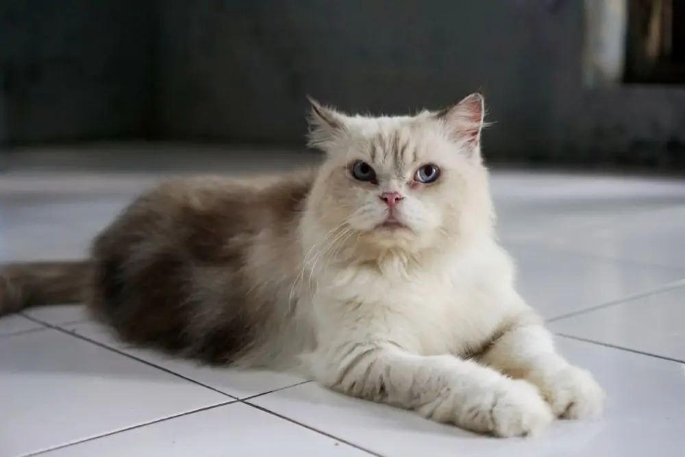 Himalayan Cat Price in Kerala