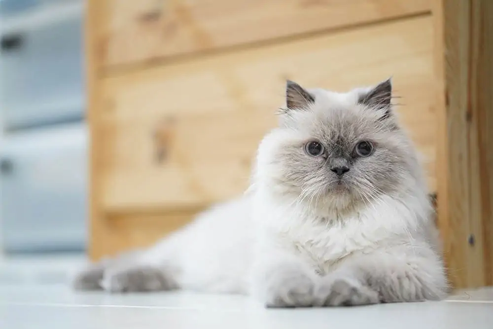 Himalayan Cat Temperament