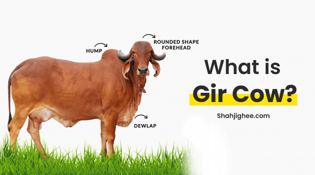 Gir Cow Milk Benefits Why is it Costlier Than Other Breeds Global