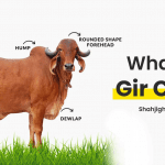 gir cow milk benefits