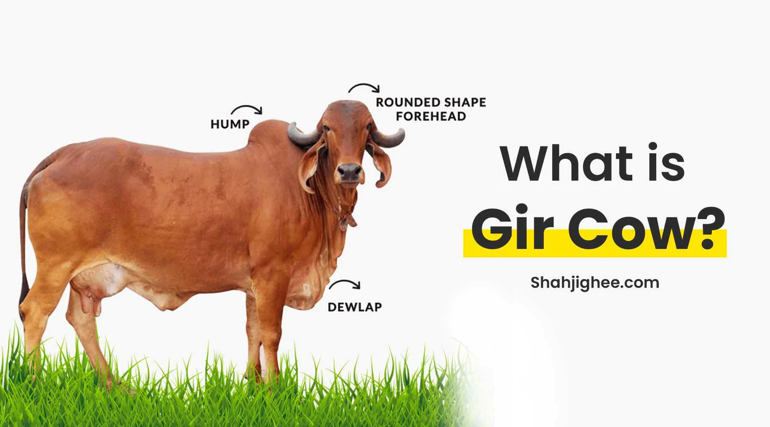 gir cow milk benefits