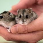 Hamster Price in Delhi