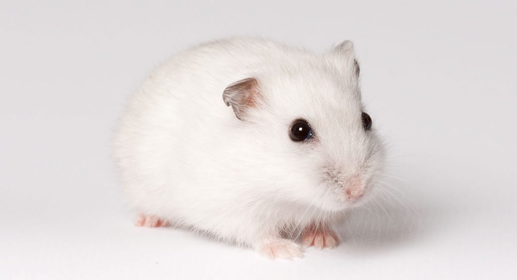 Winter white hamsters price in delhi