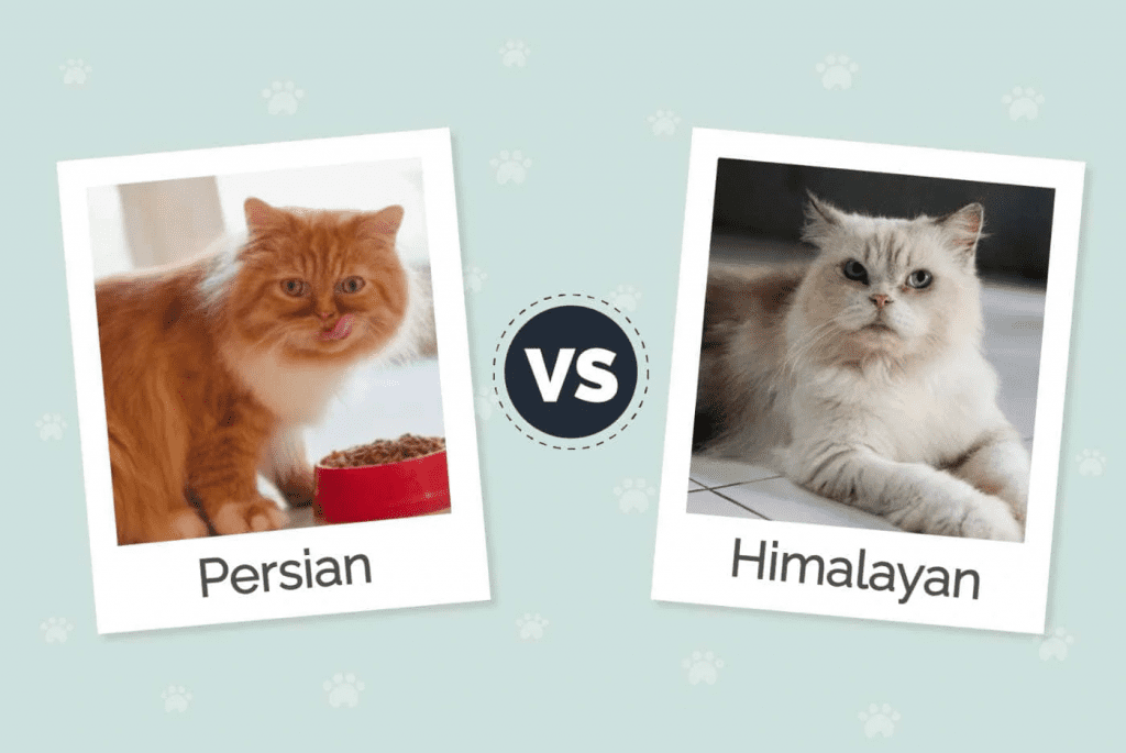 Himalayan Cat price Vs. Persian Cat price