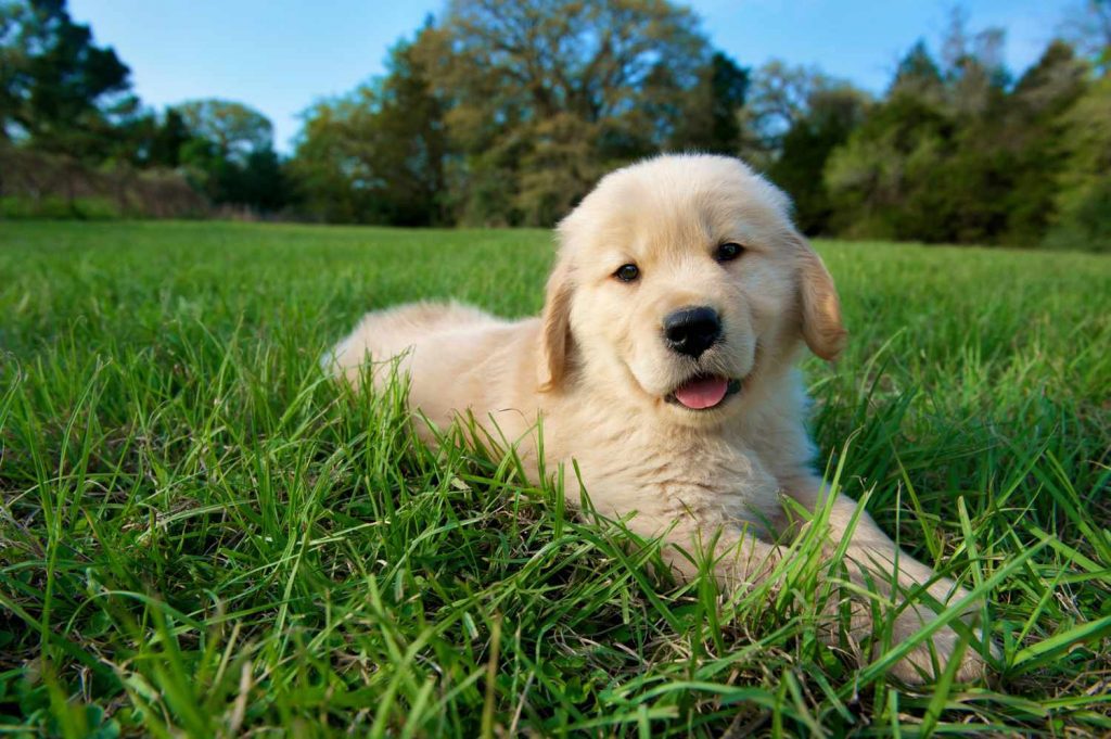 Health Concerns of Golden Retriever