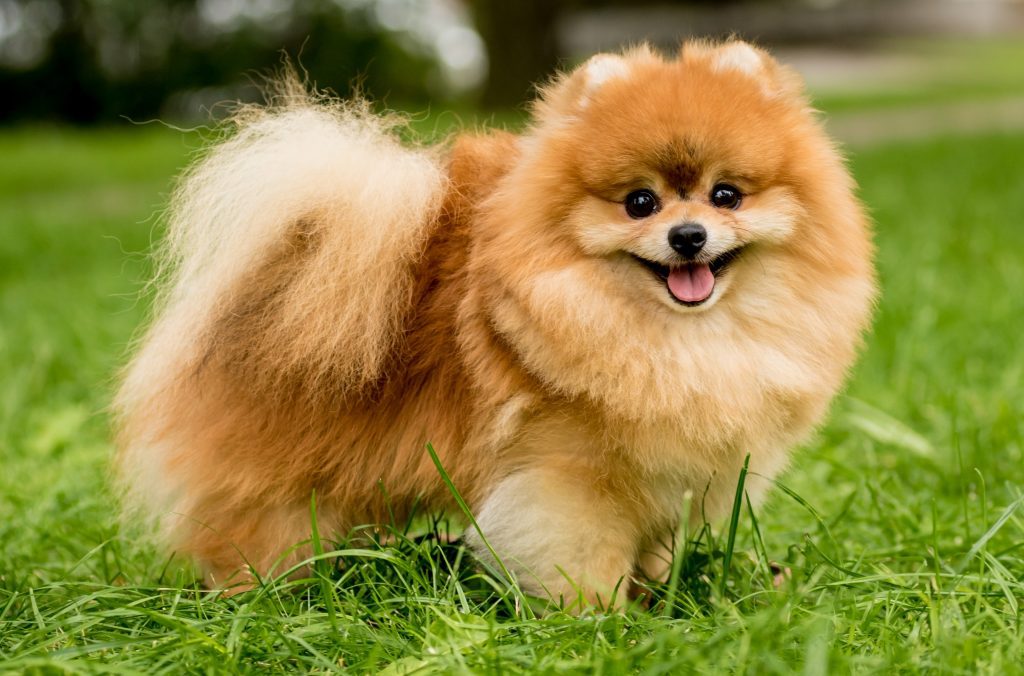 Brown Pomeranian dog price in India