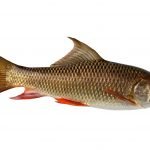 rohu fish price in mumbai