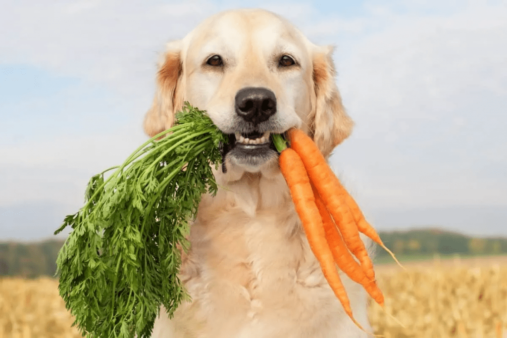 What to feed a golden Retriever?