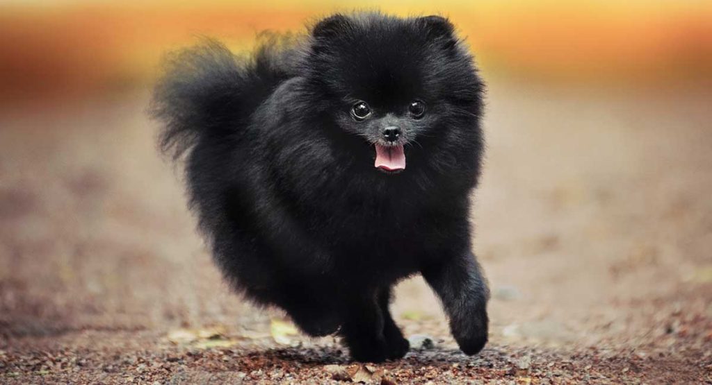 Black Pomeranian dog price in India
