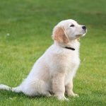 Characteristics of a Golden retriever
