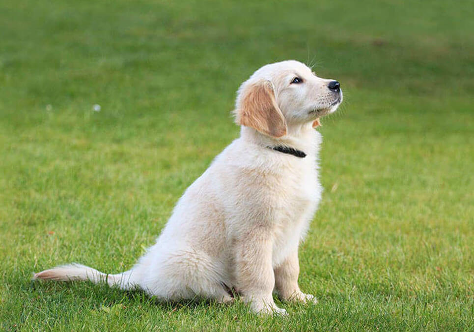 Characteristics of a Golden retriever