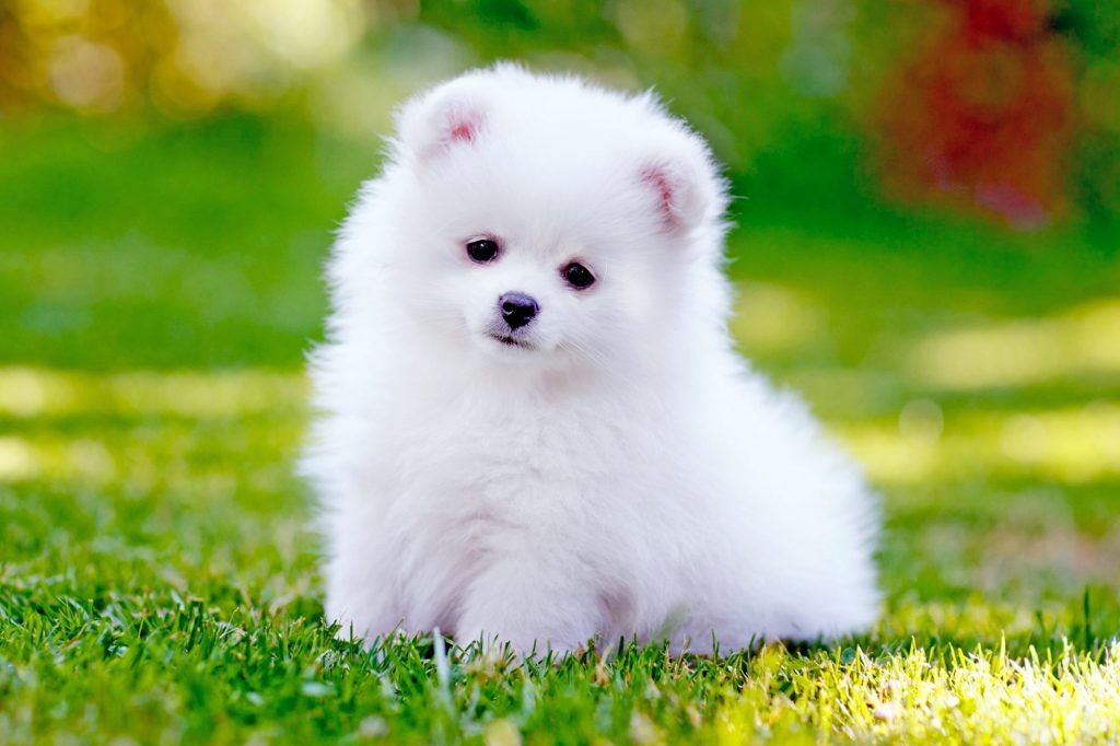 White Pomeranian dog price in India