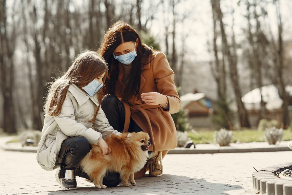 Pomeranian dog for family