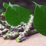 Giloy Juice Benefits