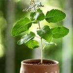 How To Decorate Tulsi Plant global blog post