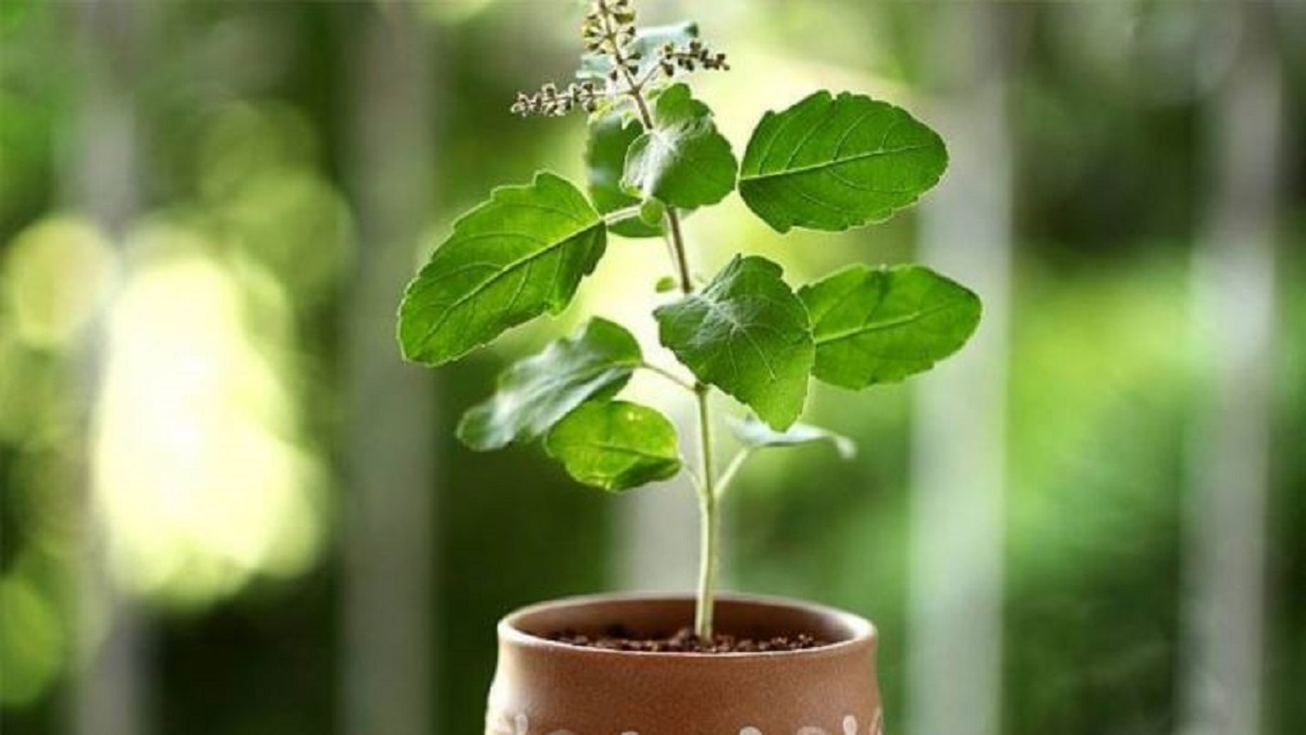 How To Decorate Tulsi Plant global blog post