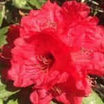 buransh juice benefits