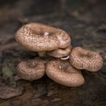 mushrooms good for your health?