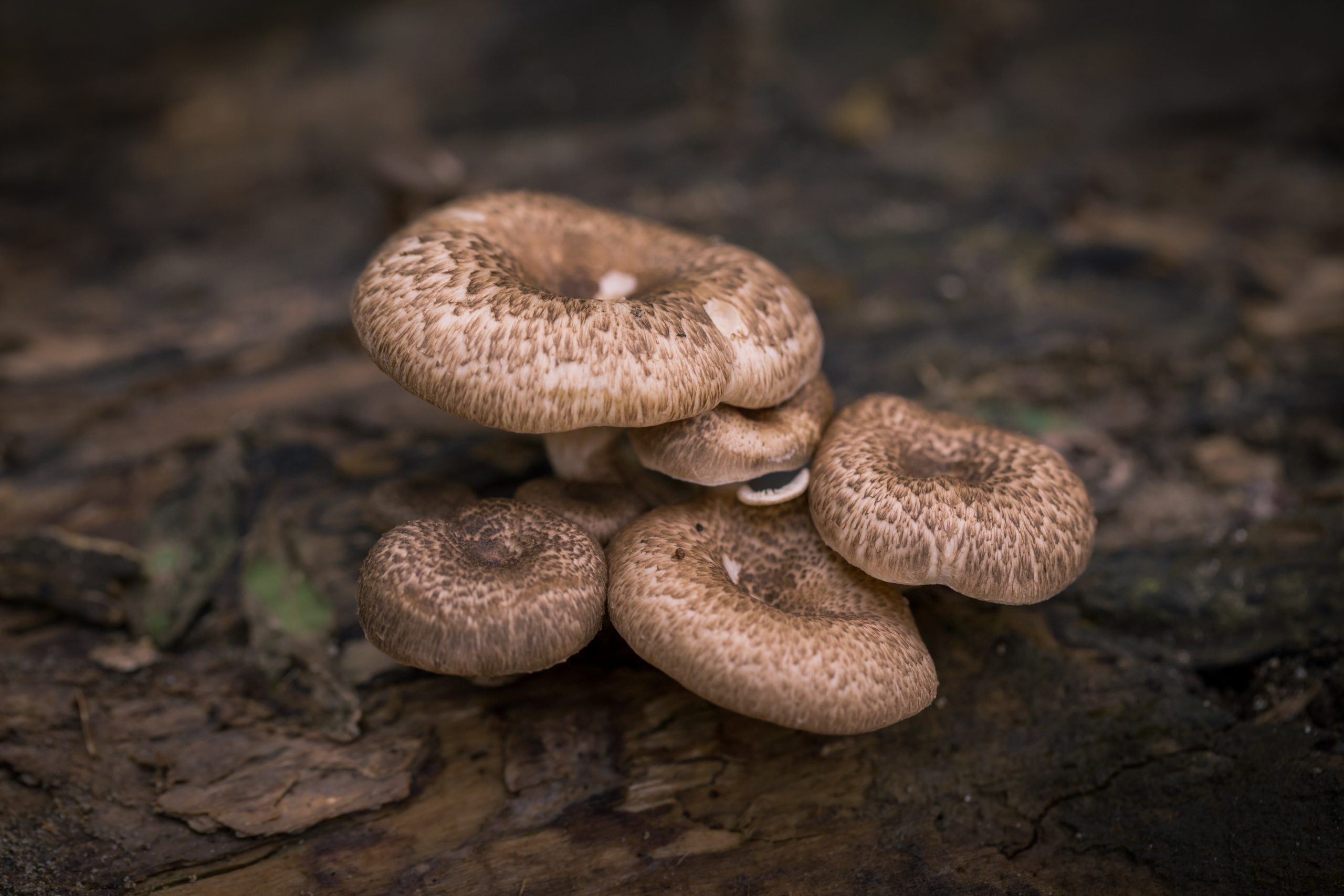 mushrooms good for your health?