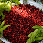 What is the Kafal tree and its Benefits?