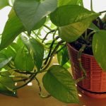 golden money plant benefits