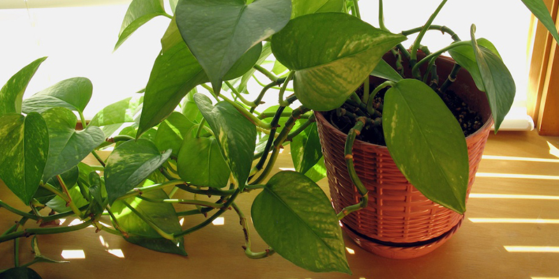 golden money plant benefits