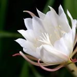 Brahma Kamal Plant and Vastu