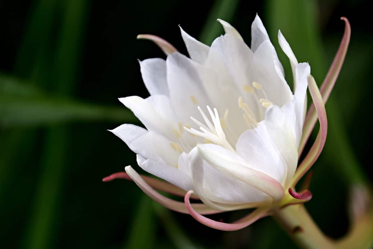 Brahma Kamal Plant and Vastu