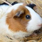 guinea pig price in india