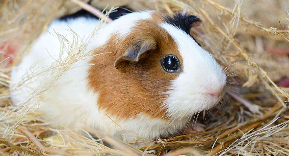 guinea pig price in india