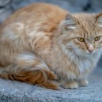 persian cat price in india