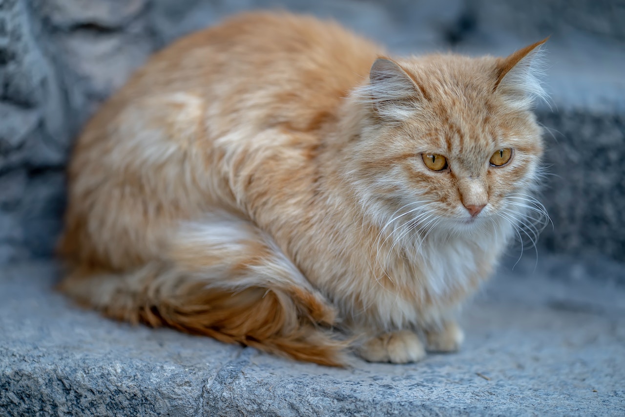 persian cat price in india