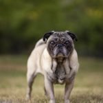 vodafone dog price