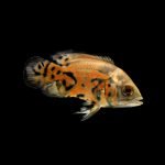 Oscar fish price in India